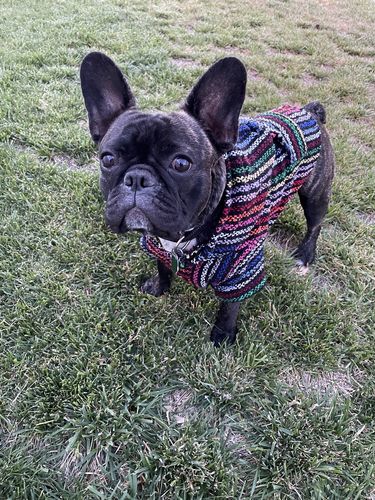 Customer photo review of Playa Poncho