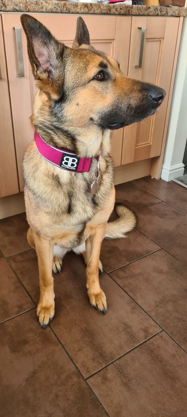 Customer photo review of 5cm RR Collar | Soft Padded & Reflective | Series 2 - Burgundy