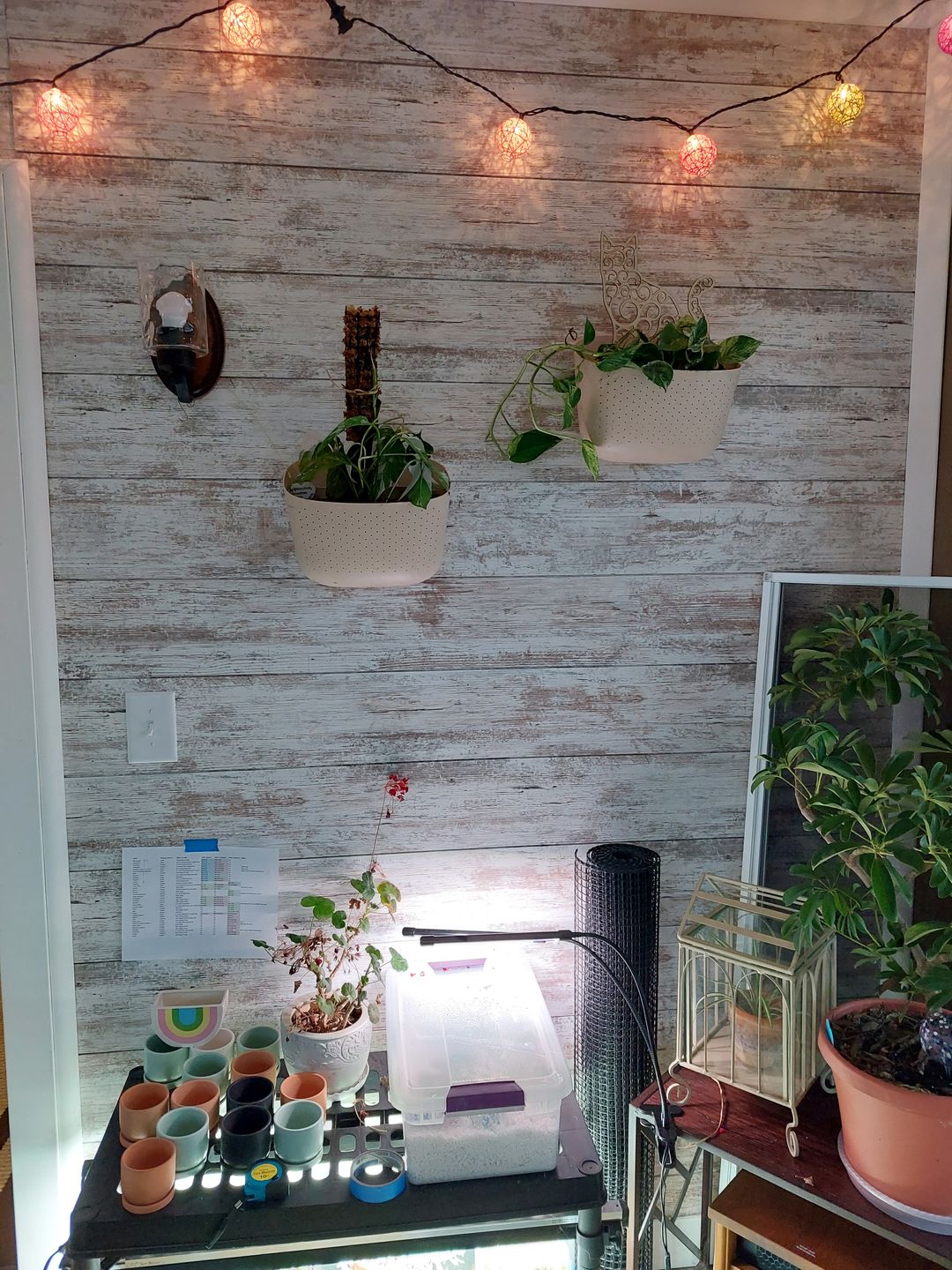 Customer photo review of Eco Oat Wall Planter