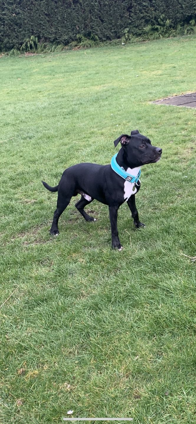 Customer photo review of 4cm RR Collar | Soft Padded & Reflective | Series 2 - Turquoise