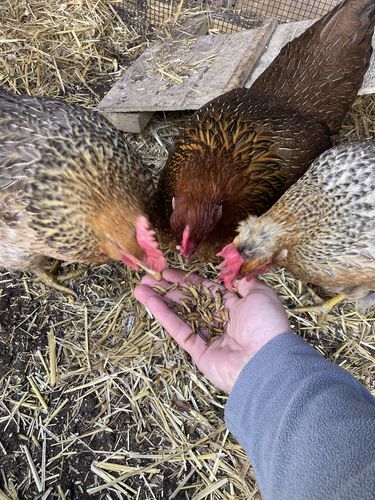 Customer photo review of GrubTerra Dried Larvae