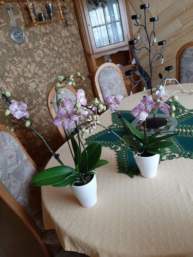 Customer photo review of Table Dance - Big Lip Manta Penida mit rosa-gestreiften Blüten und 3+ Stielen