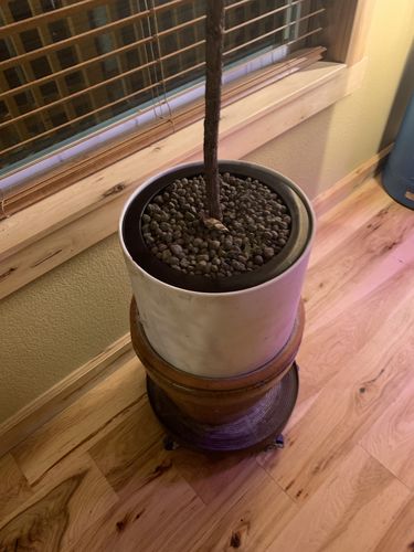 Customer photo review of 10"  Net Pot Bucket Lid