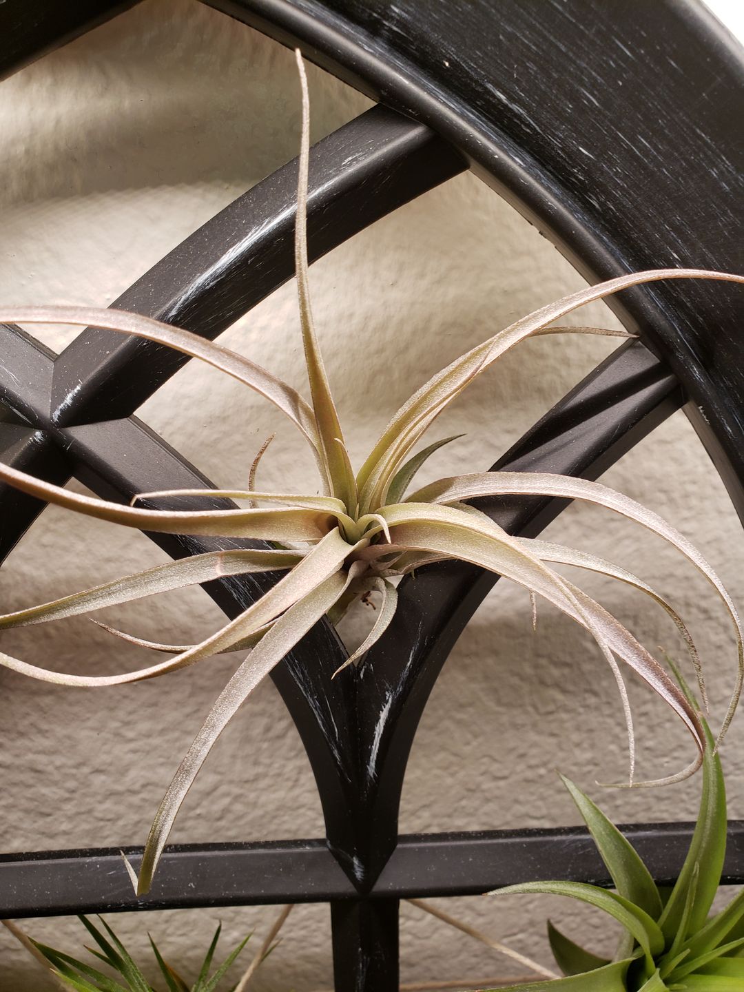 Customer photo review of X Betty  (xerographica x brachycaulos)  *Cannot Be Shipped Internationally*
