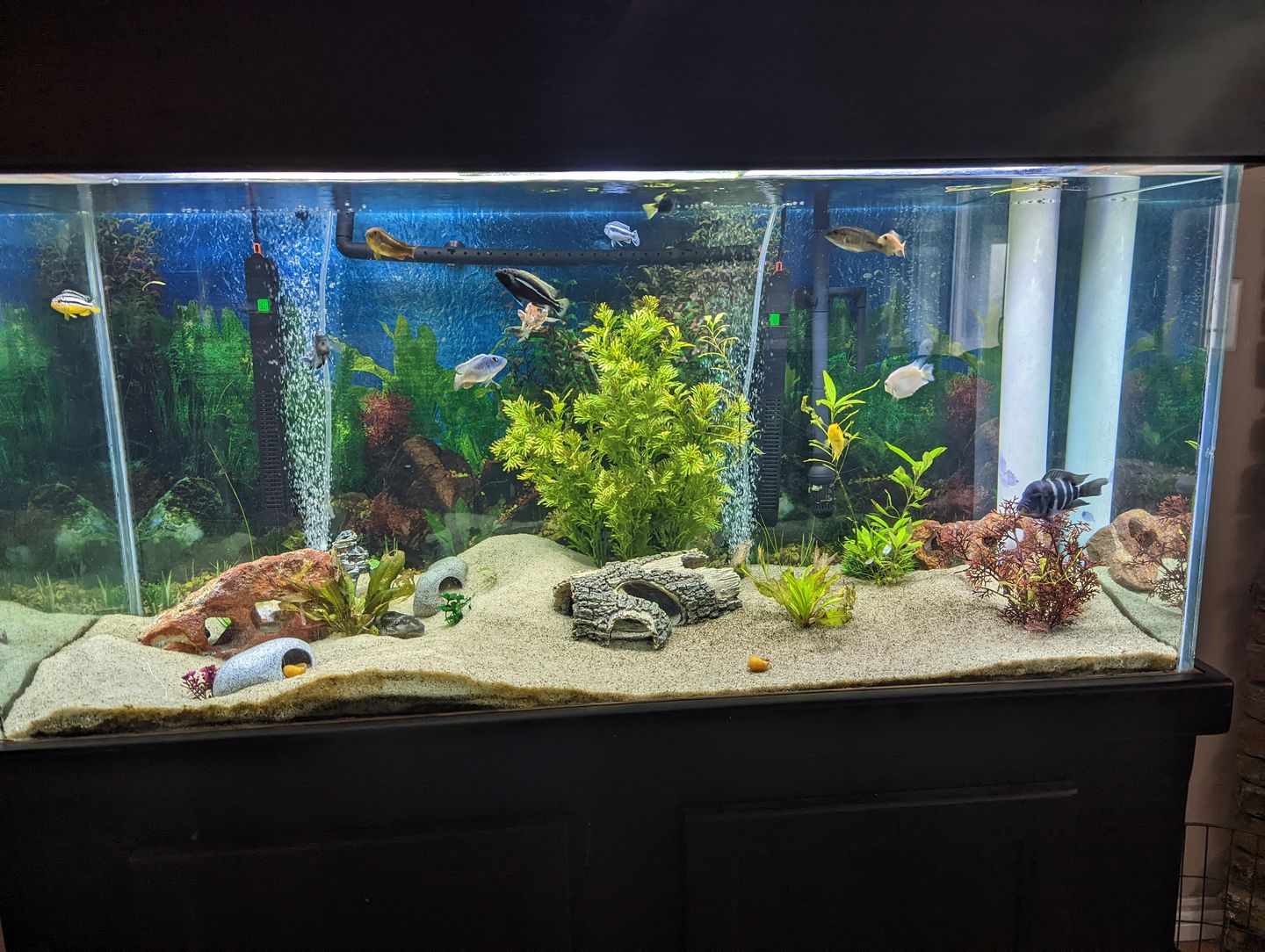 Customer photo review of Xtreme PeeWee Cichlid Fish Food