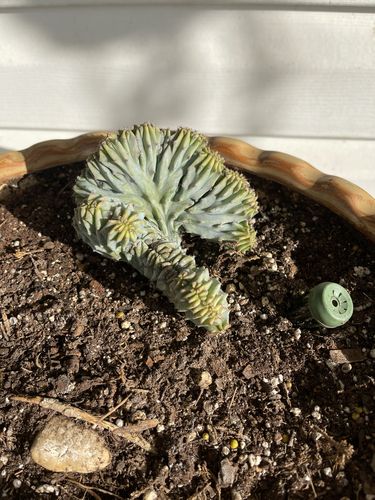 Customer photo review of Blue Candle Crest Cactus | Myrtillocactus Geometrizans Cristata