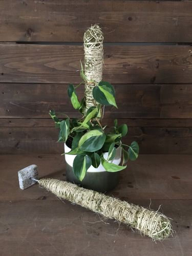 Customer photo of The Original Bendable Moss Pole™ - Best Seller (Pins Included) from Kelly W.
