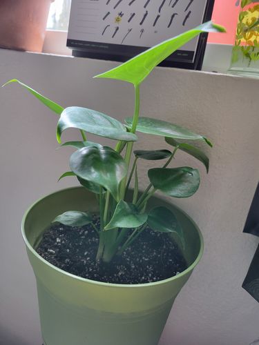 Customer photo review of Monstera Deliciosa