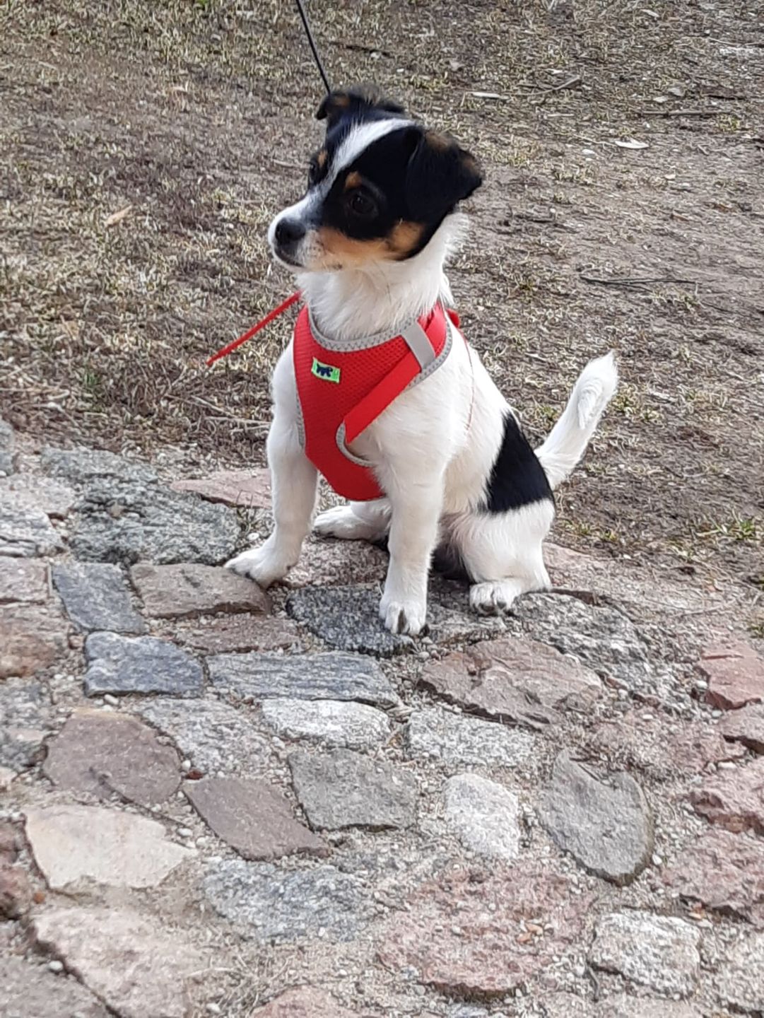 Customer photo review of Strong Joints and Bones | Dog Supplement