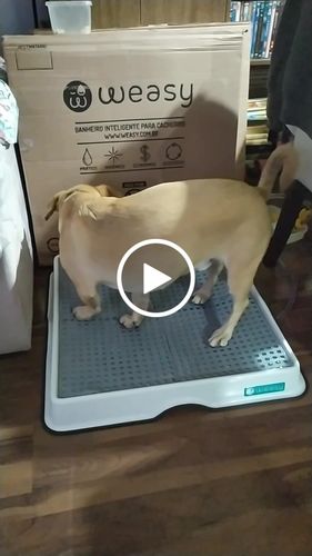 Customer video review of Weasy Cão