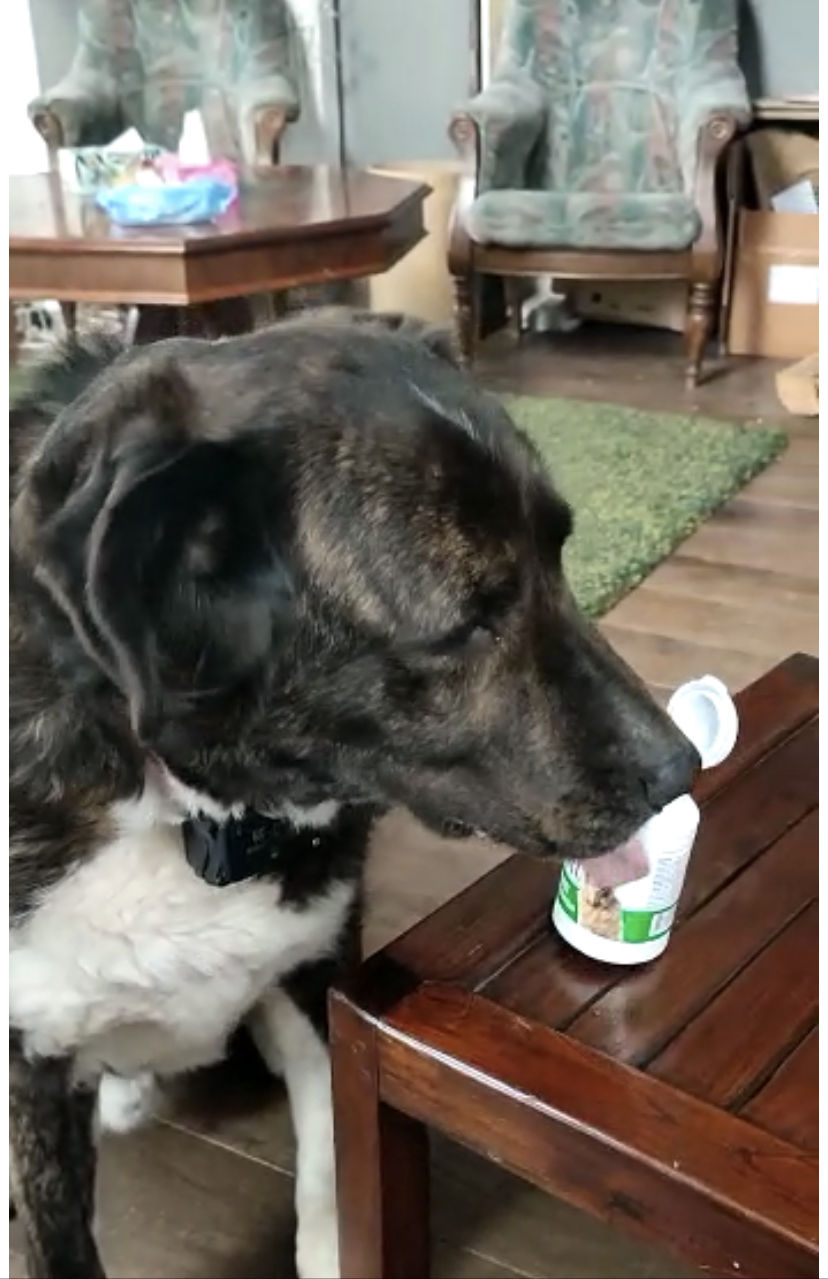 Customer photo review of Strong Joints and Bones | Dog Supplement