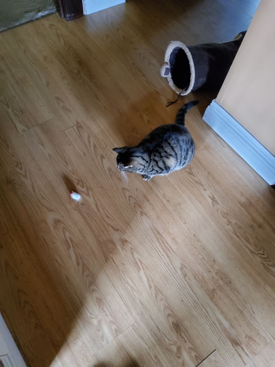 Customer photo review of Mayitwill Little Snow Monster Automatic Cat Toy