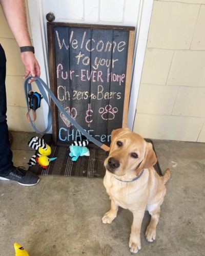 Customer photo review of Great Lakes Blue Leash - Recycled Ripstop