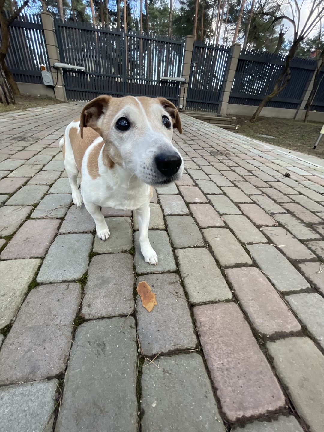Customer photo review of Strong Joints and Bones | Dog Supplement