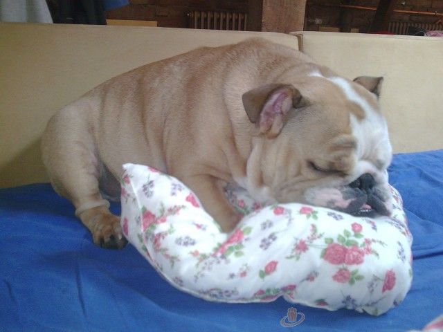 Customer photo review of Strong Joints and Bones | Dog Supplement