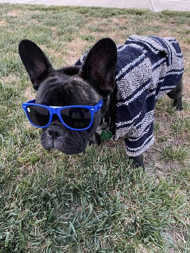 Customer photo review of Dog Sunglasses: Large Dog