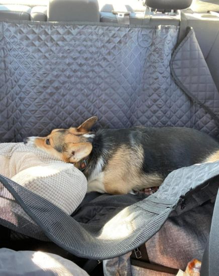 Customer photo review of Pawz Back Seat Cover