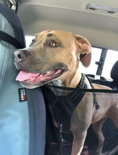 Customer photo review of Pawz Back Seat Cover