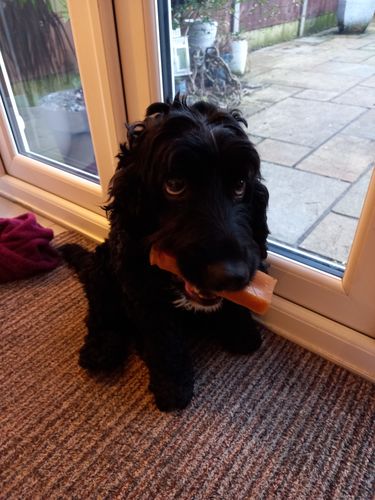 Customer photo review of BAF Yak Chews