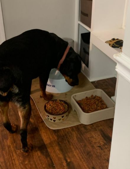 Customer photo review of Reusable Waterproof Pet  Toilet Training Pads
