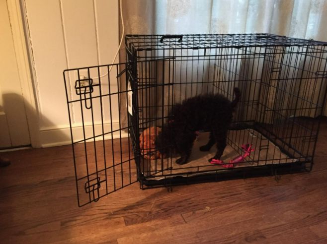 Customer photo review of Reusable Waterproof Pet  Toilet Training Pads