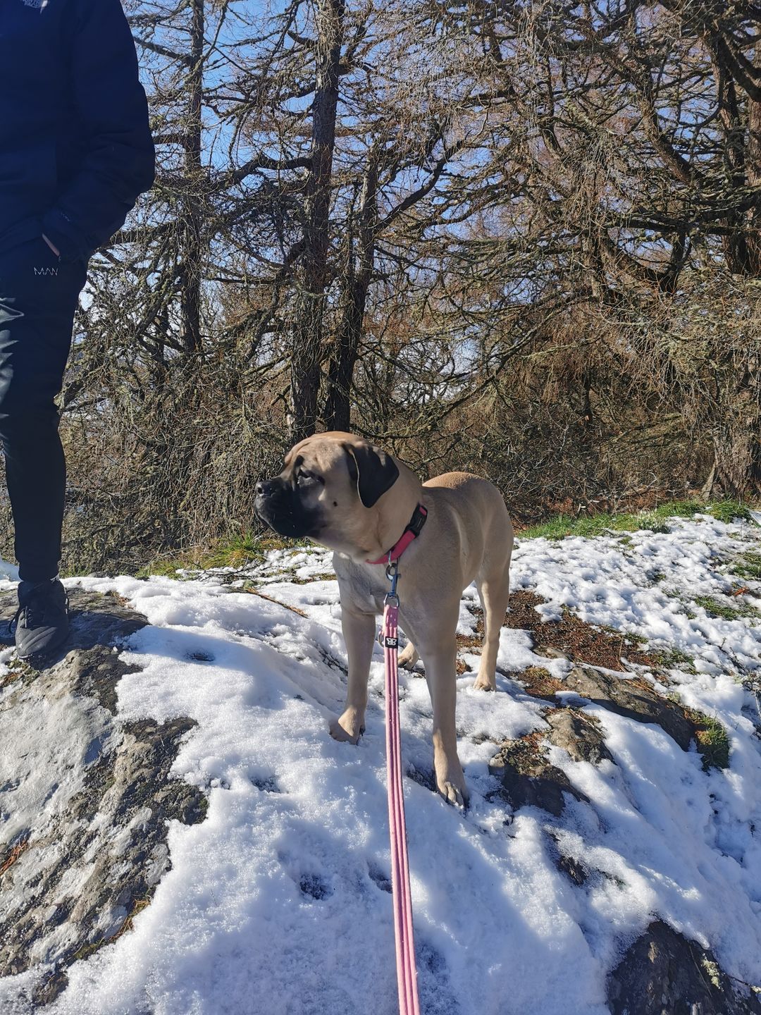 Customer photo review of 5cm Combat® Collar | Rated Clip - NO HANDLE - Pink v2.0