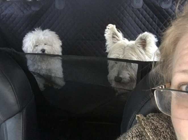 Customer photo review of Pawz Back Seat Cover