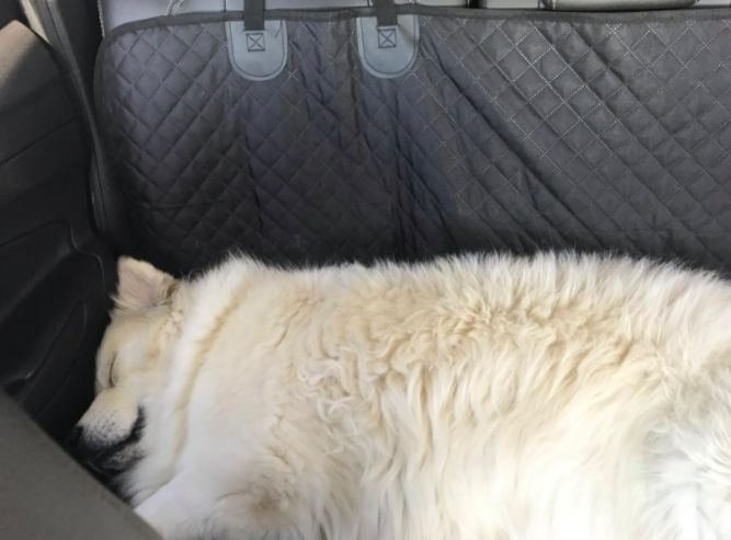 Customer photo review of Pawz Back Seat Cover