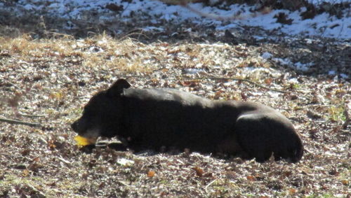 Customer photo review of Cow Ears For Dogs