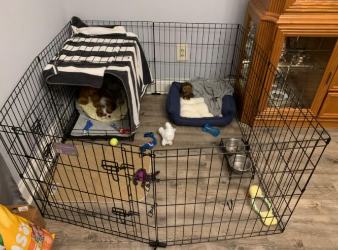 Customer photo review of Reusable Waterproof Pet  Toilet Training Pads
