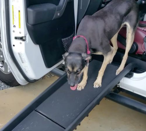 Customer photo review of Pawz Pet Folding Ramp
