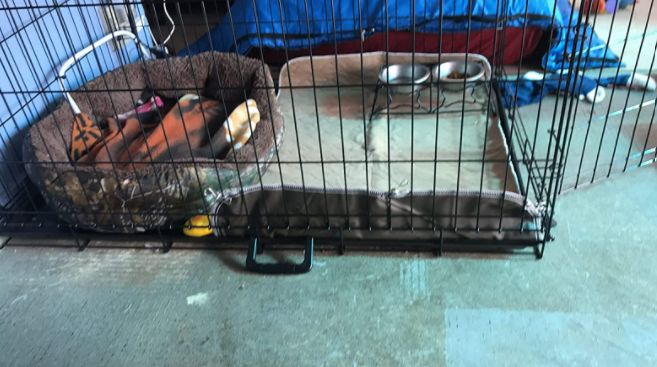 Customer photo review of Reusable Waterproof Pet  Toilet Training Pads