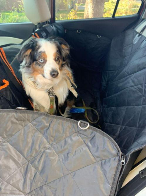 Customer photo review of Pawz Back Seat Cover