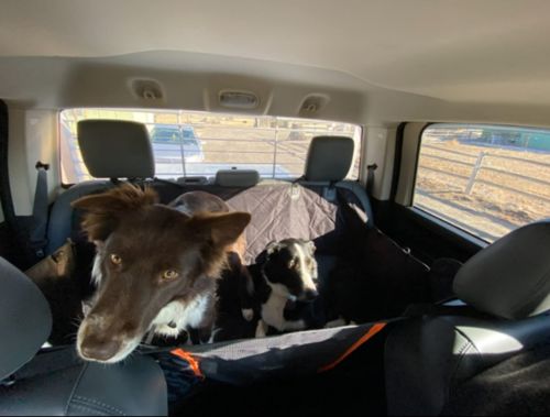 Customer photo review of Pawz Back Seat Cover