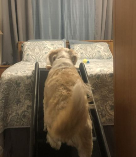 Customer photo review of Pawz Pet Folding Ramp