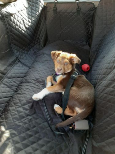 Customer photo review of Pawz Back Seat Cover