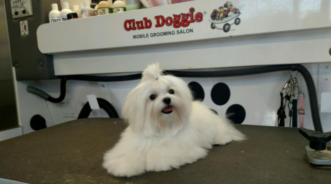 Customer photo review of Reusable Waterproof Pet  Toilet Training Pads