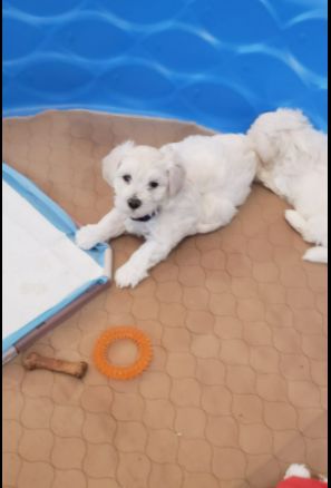 Customer photo review of Reusable Waterproof Pet  Toilet Training Pads