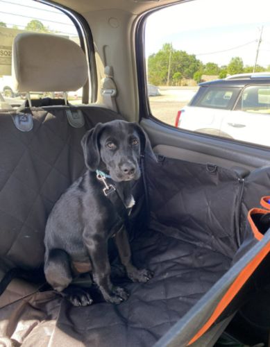 Customer photo review of Pawz Back Seat Cover