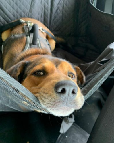 Customer photo review of Pawz Back Seat Cover