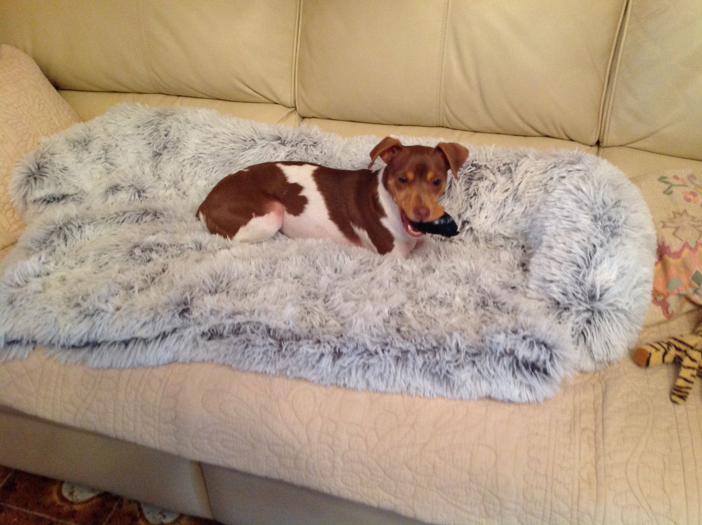 Customer photo review of Coussin Protecteur & Ultra Confortable PuppySafe