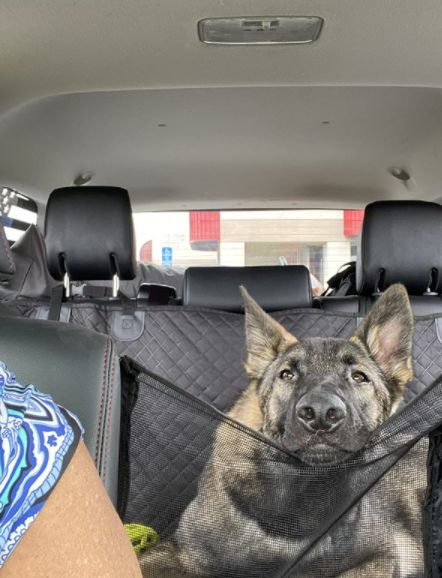 Customer photo review of Pawz Back Seat Cover
