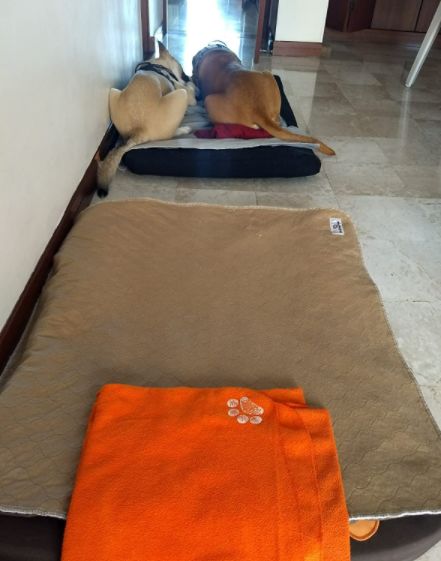 Customer photo review of Reusable Waterproof Pet  Toilet Training Pads