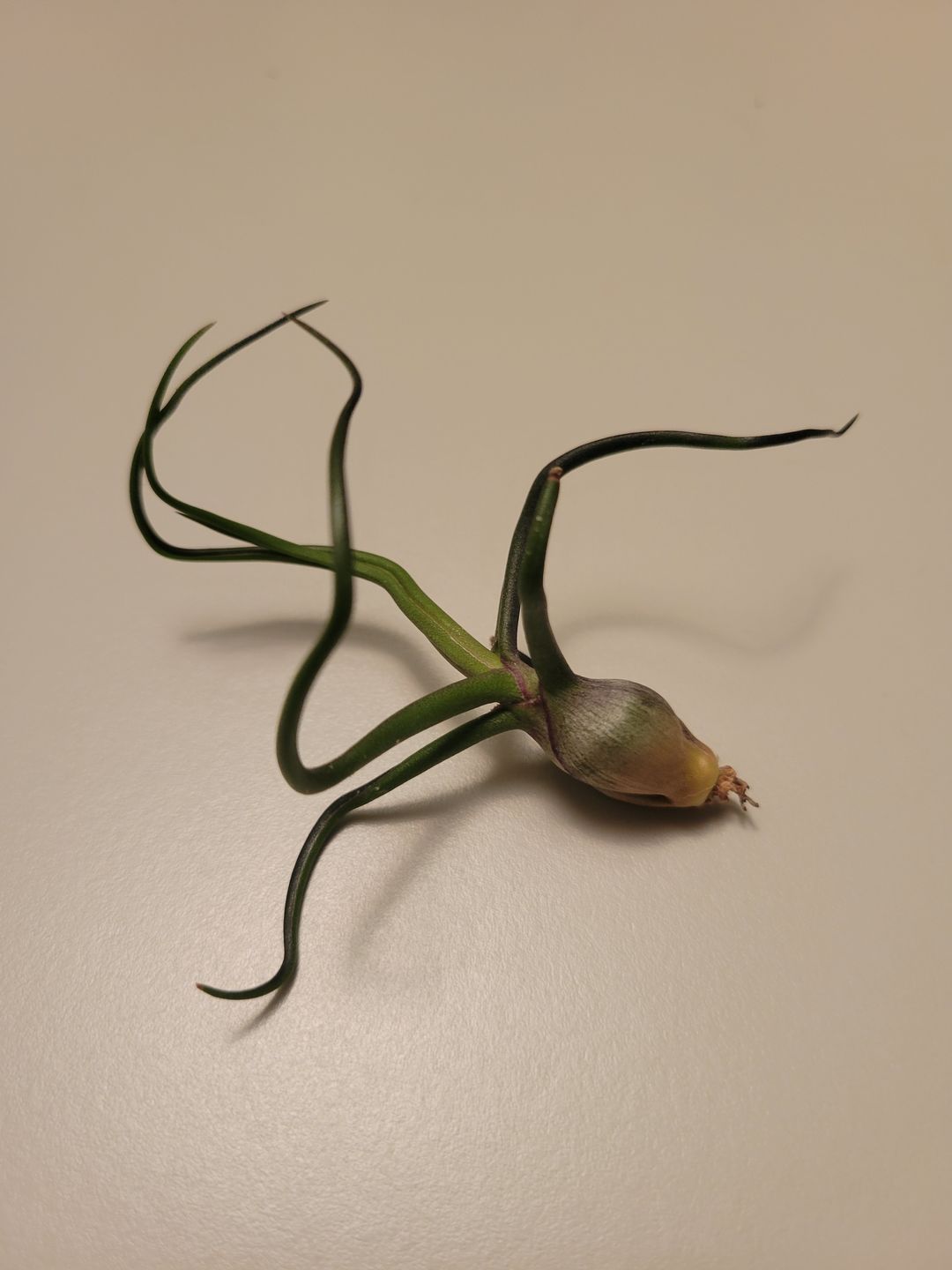 Customer photo review of Bulbosa