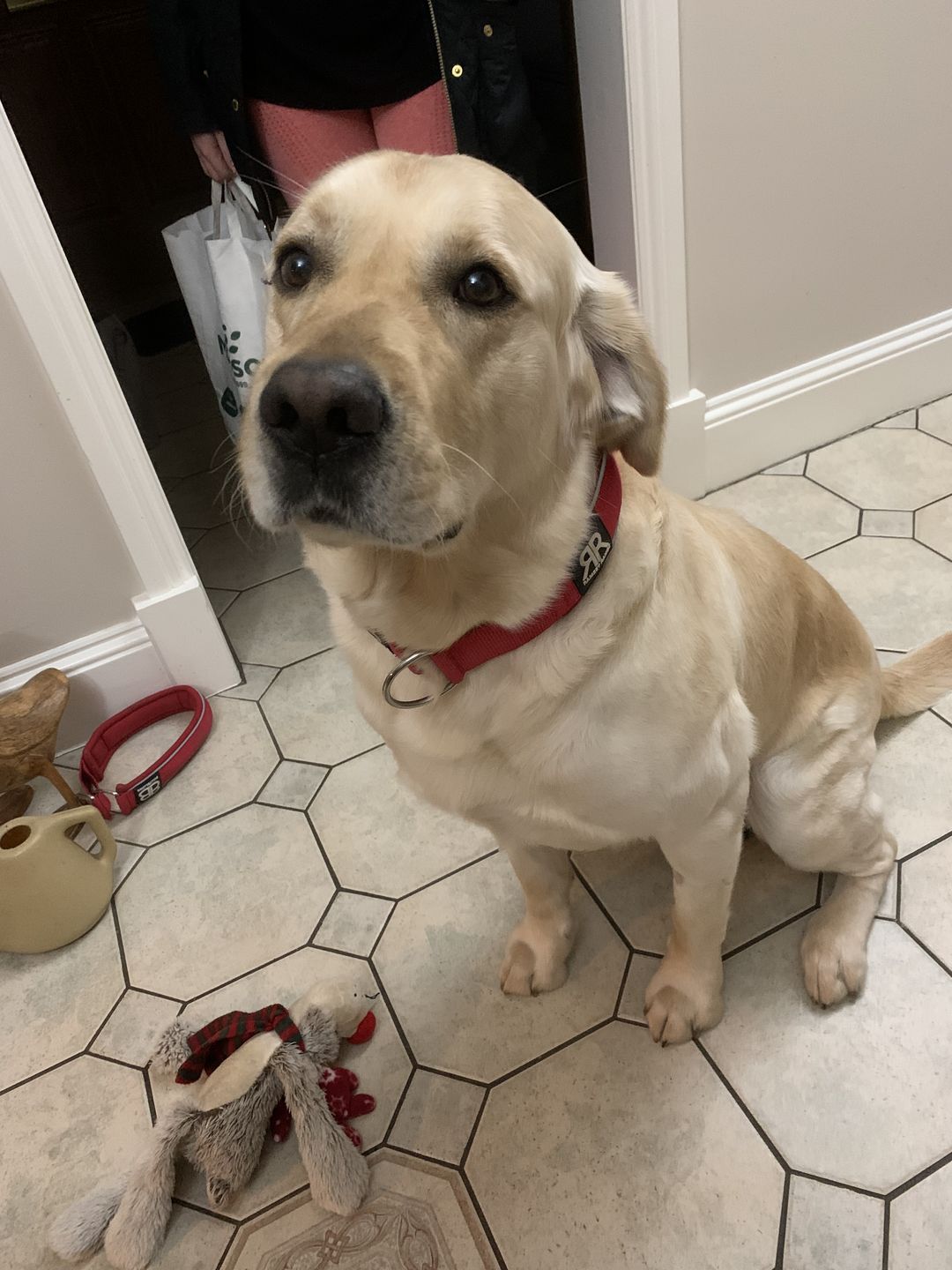Customer photo review of 5cm Slip on Collar | Soft Padded & Reflective - Red v2.0