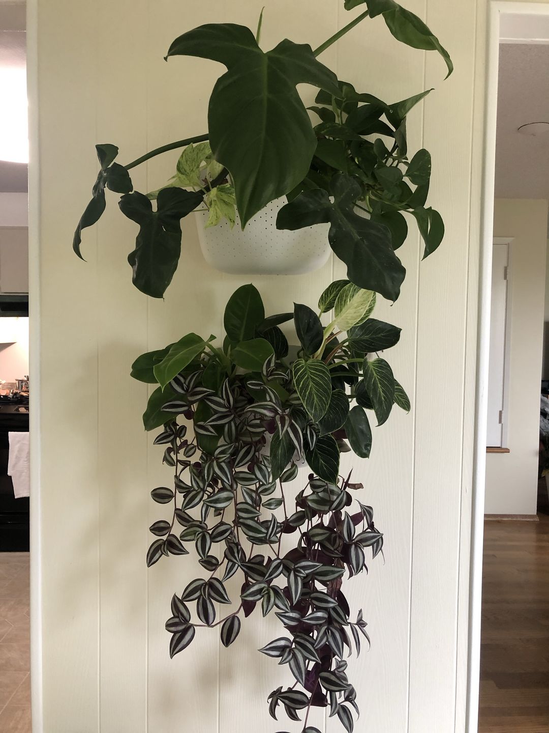 Customer photo review of Eco White Wall Planter