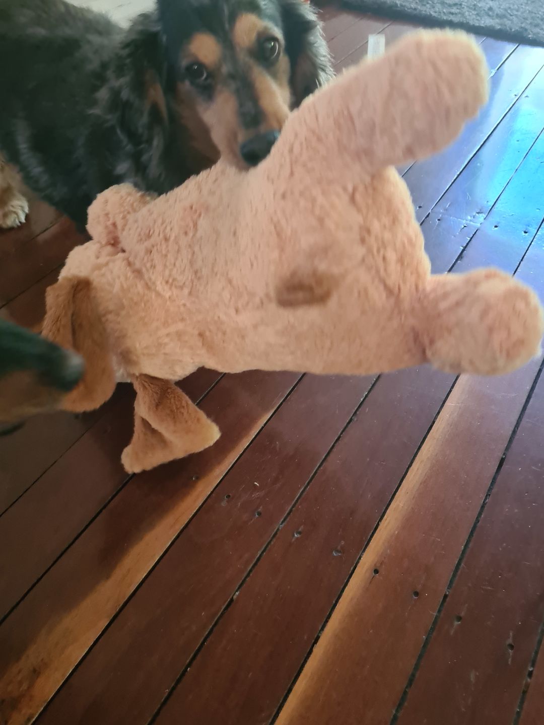 Customer photo review of Heartbeat Buddy for Pets