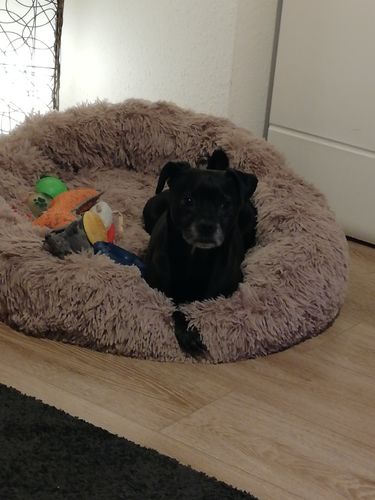 Customer photo review of Hundebett rund Wuscheldonut