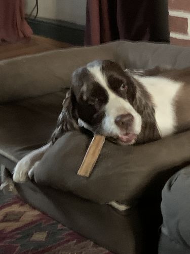 Customer photo review of 6 Inch Standard Bully Sticks