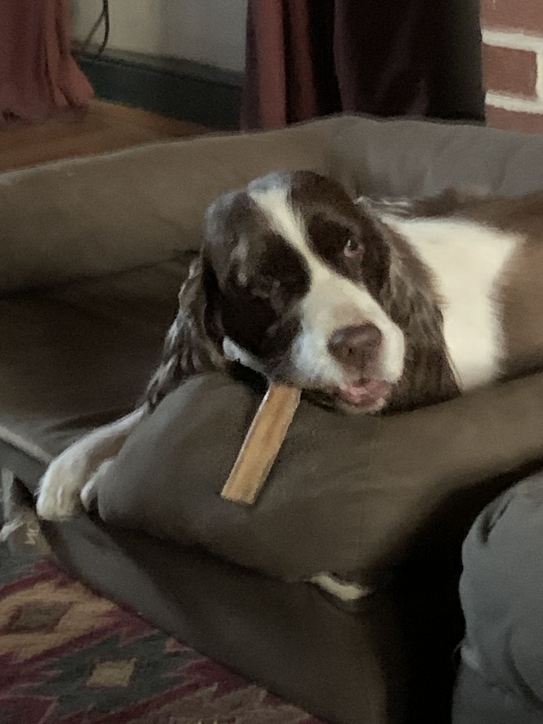 Customer photo review of 6 Inch Standard Bully Sticks